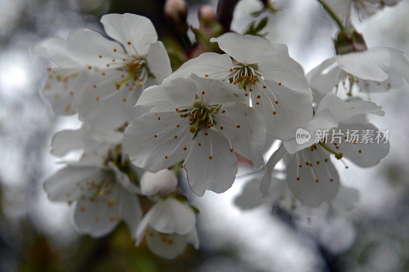 山楂花