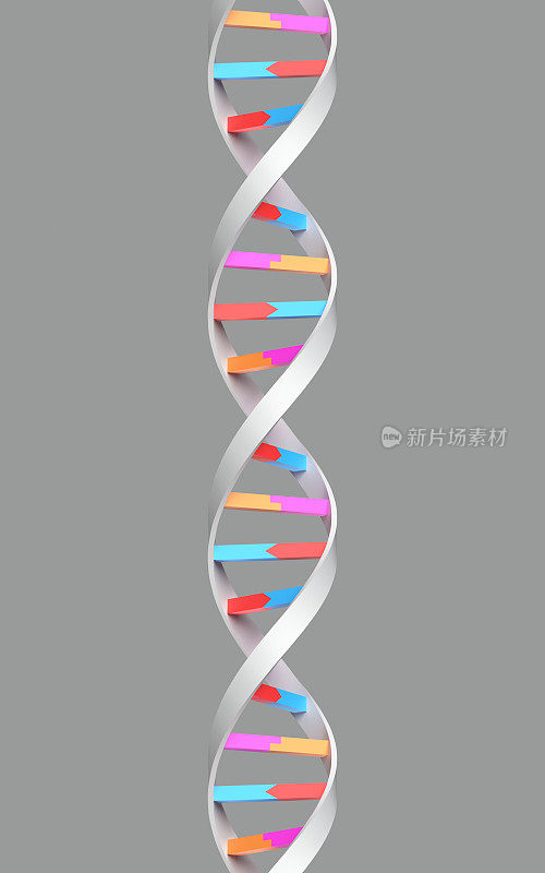 DNA分子结构XL
