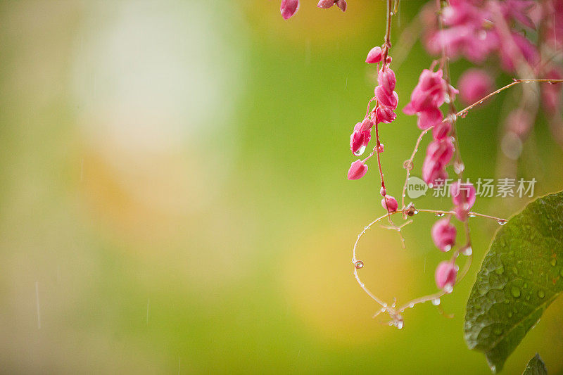 雨中的女王花环