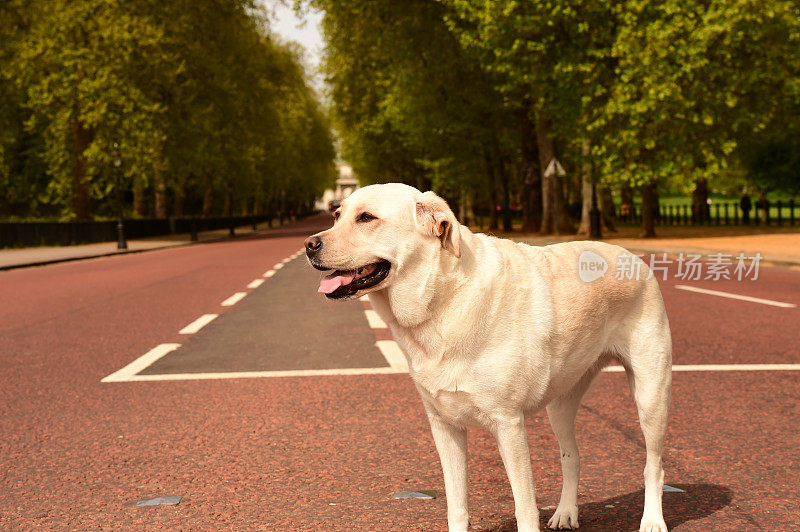 拉布拉多寻回犬