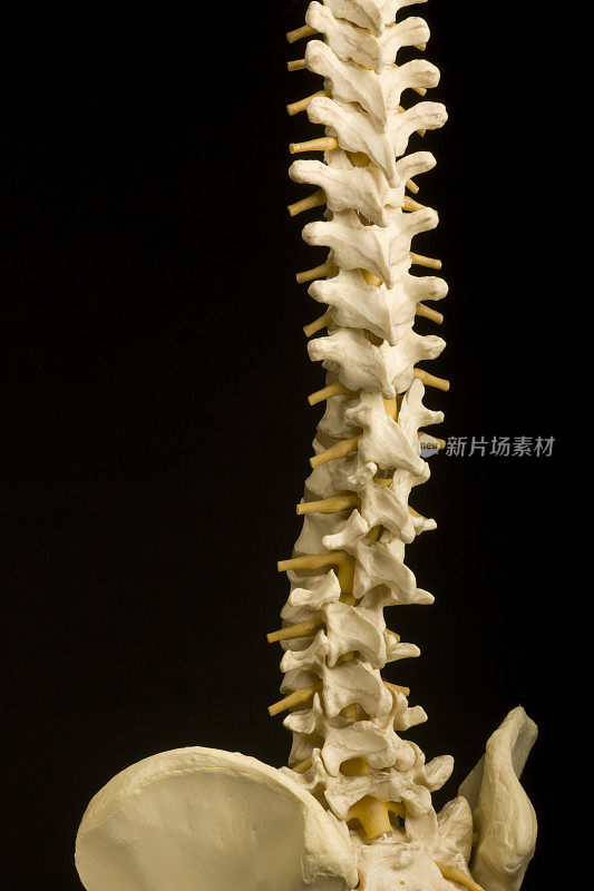脊柱曲线，骨盆，捏脊，骨科，医疗模式，医疗保健，隔离