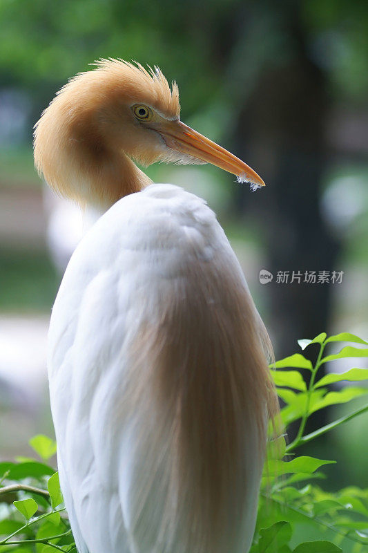 美丽的白鹳鸟