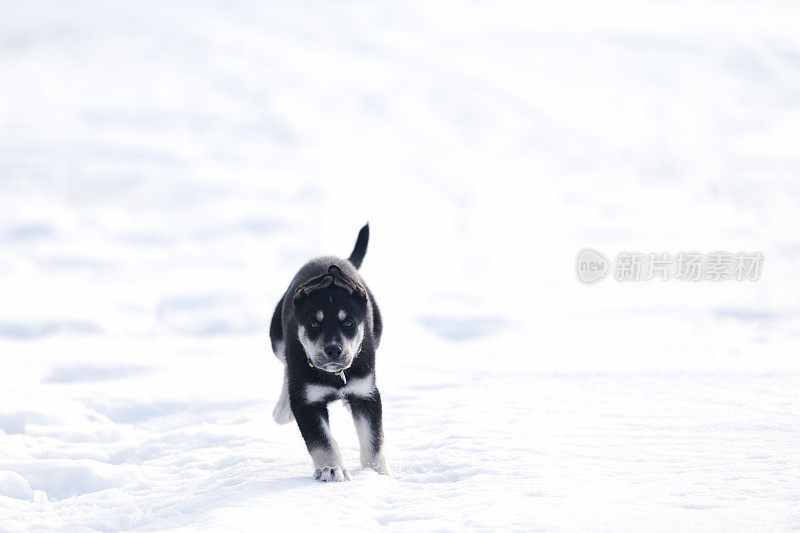 西伯利亚寻回犬幼犬9周大