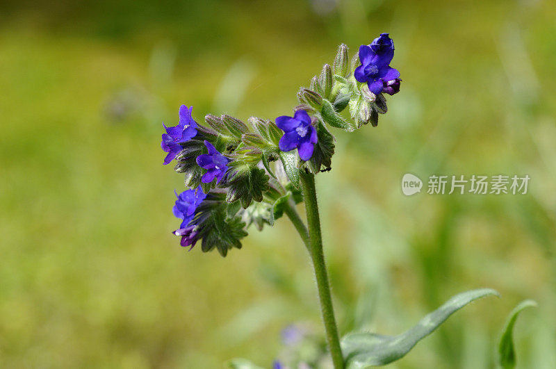 头状花序