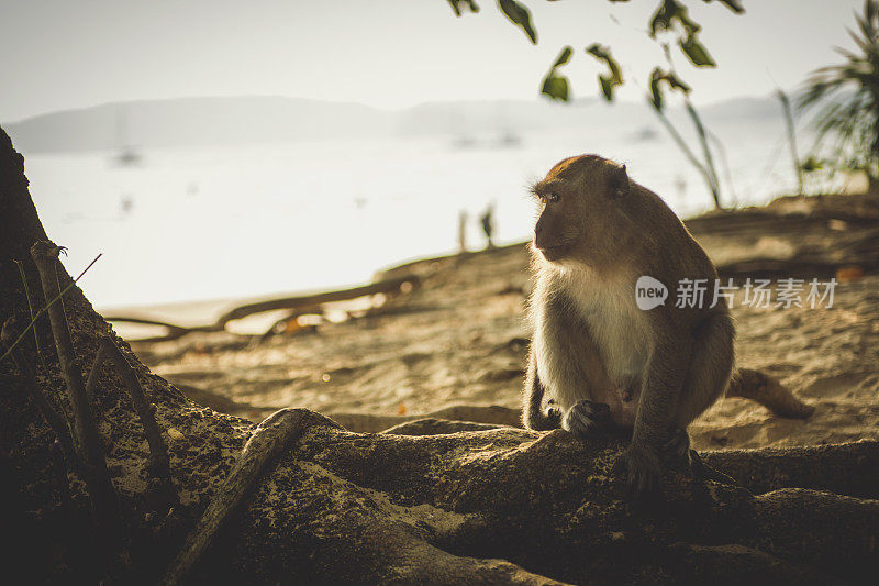 海滩上的猴子