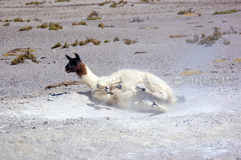 美洲驼在尘土中玩耍