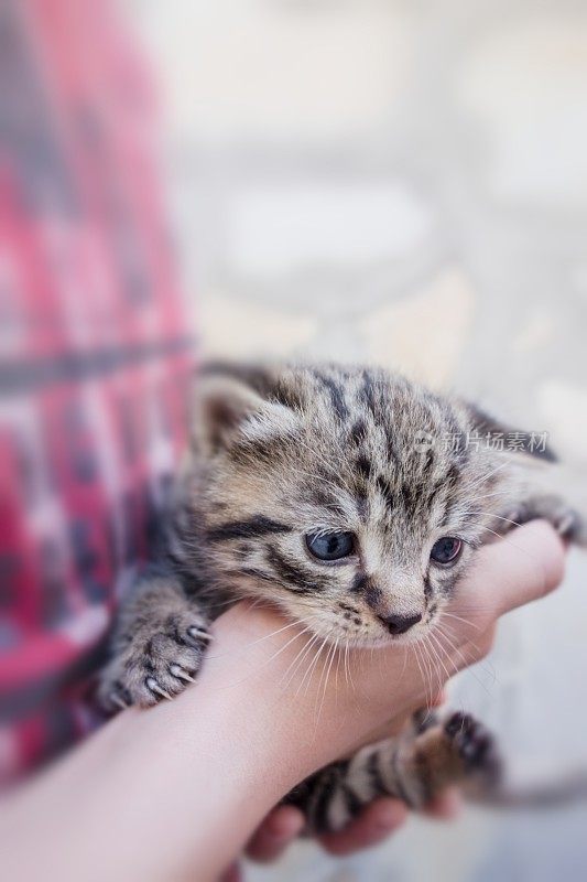 小男孩手里的小猫