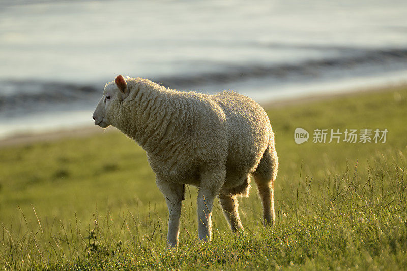 瓦登海堤坝上的绵羊