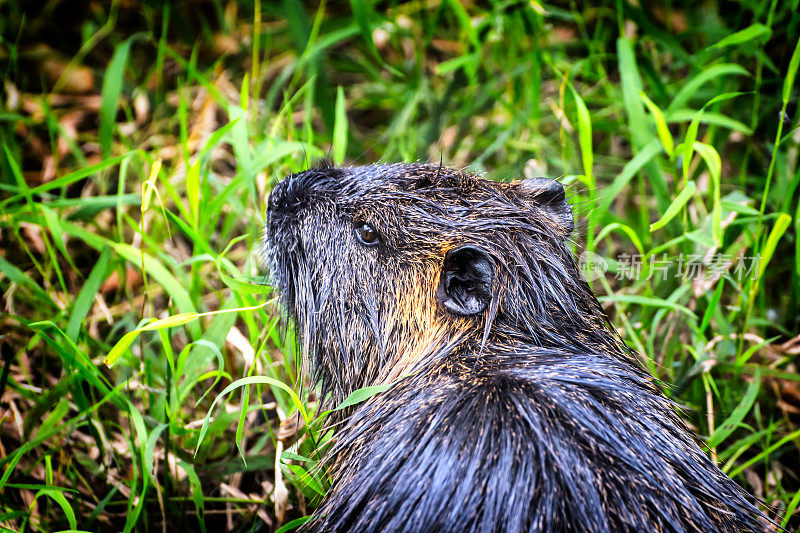 海狸鼠(心肌鼠河狸鼠)动物特写在野生的自然在法国沼泽