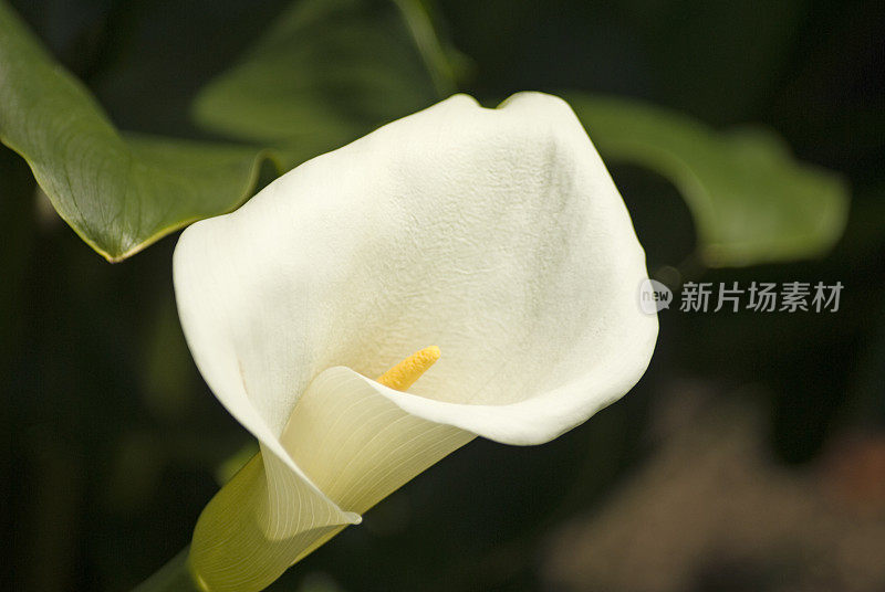 马蹄莲Lily2