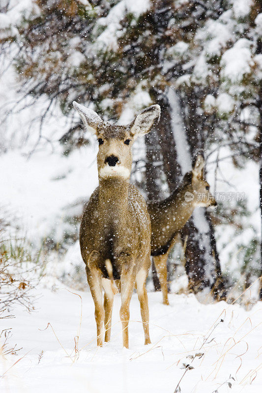 冬天雪地里的科罗拉多骡鹿