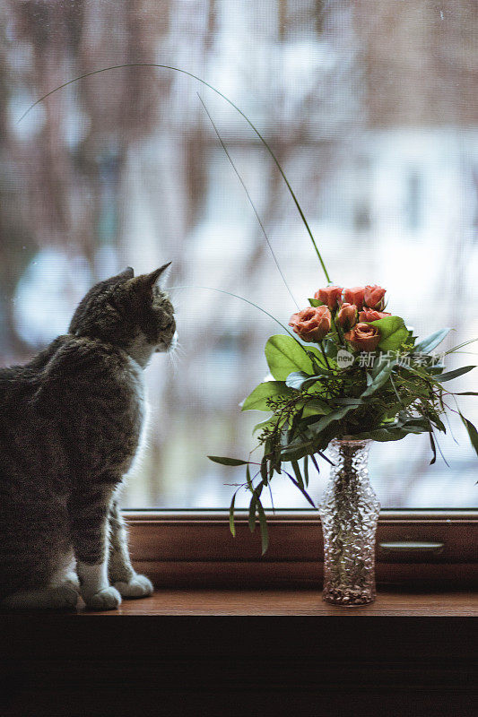 一只从窗户往外看的虎斑猫