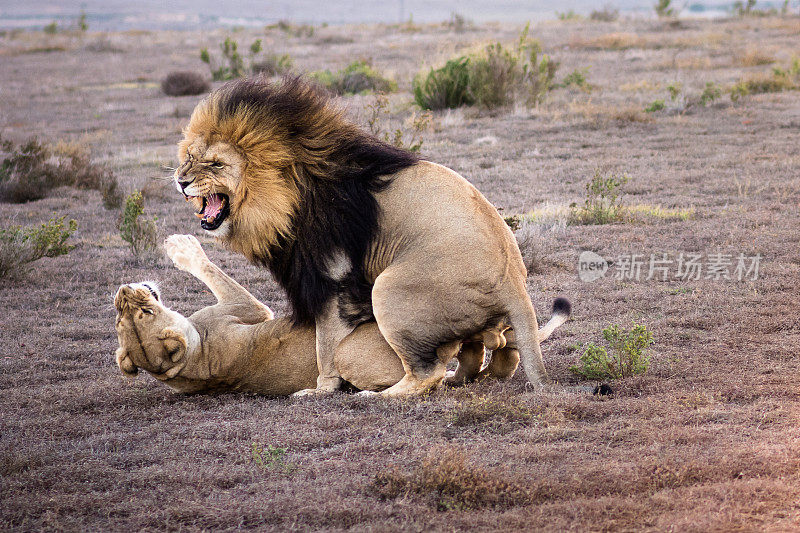 雄狮和母狮在非洲平原交配