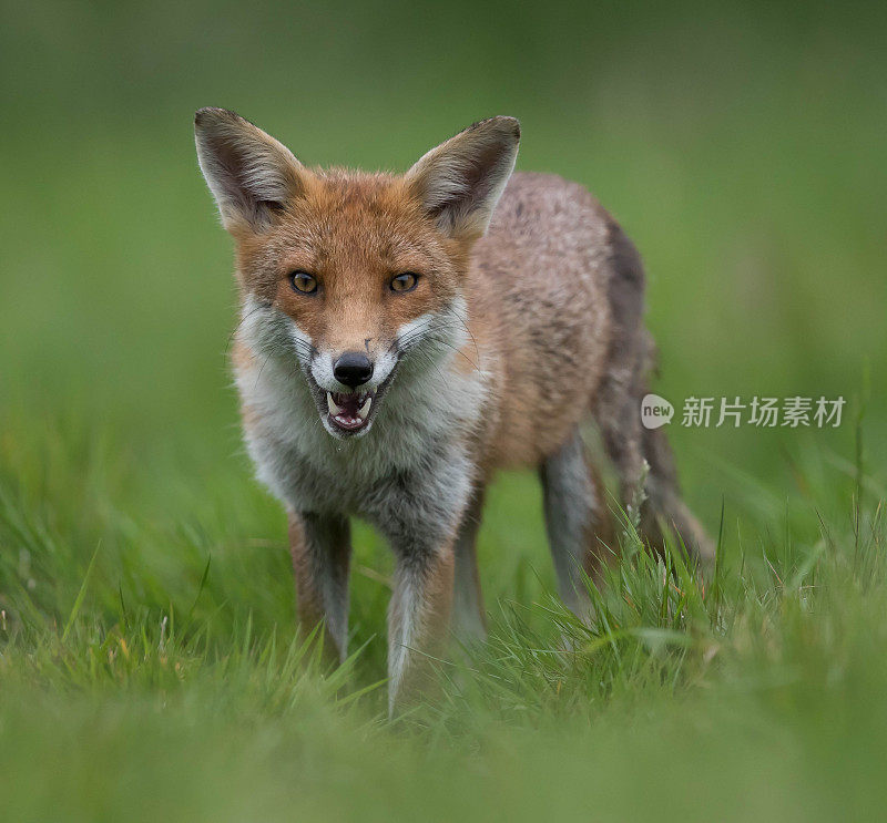 狐狸