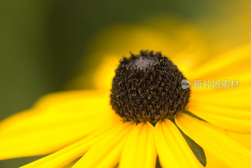 黄雏菊花