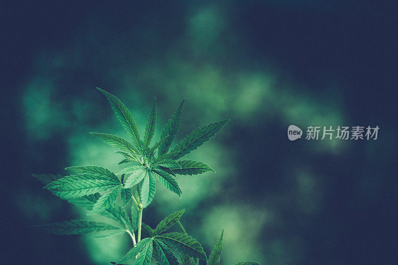 大麻植物