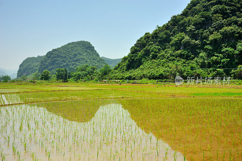 徒步旅行者穿过喀斯特地区的稻田