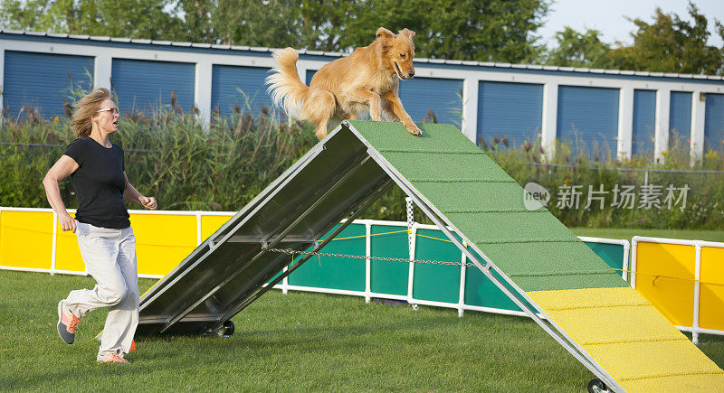 在敏捷性比赛中，狗跑上a型架障碍