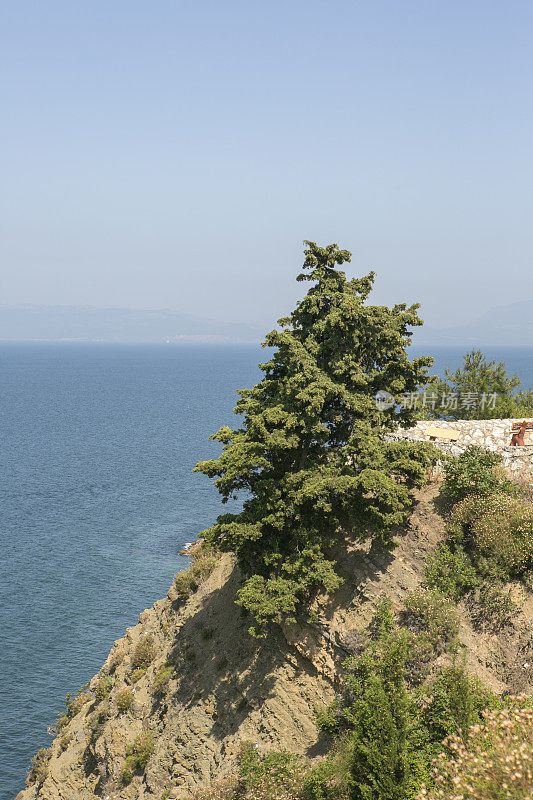 土耳其马尔马拉海附近的一棵松树