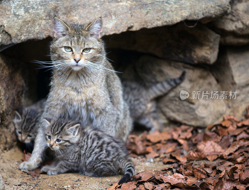 欧洲野猫