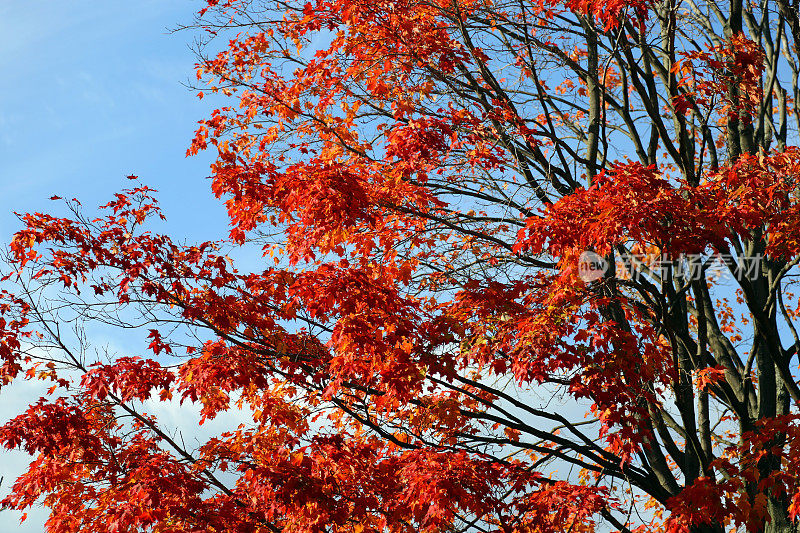 加拿大:秋天的枫叶