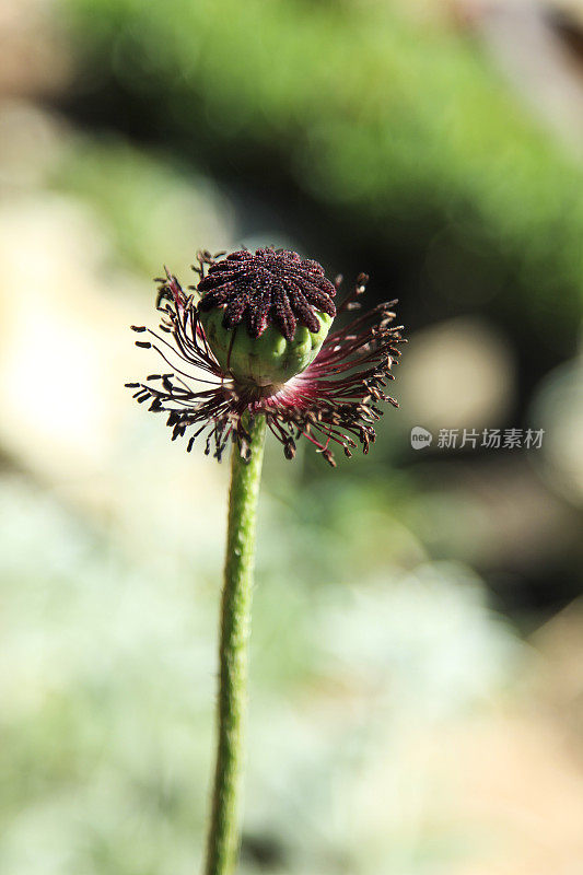 罂粟花灯泡