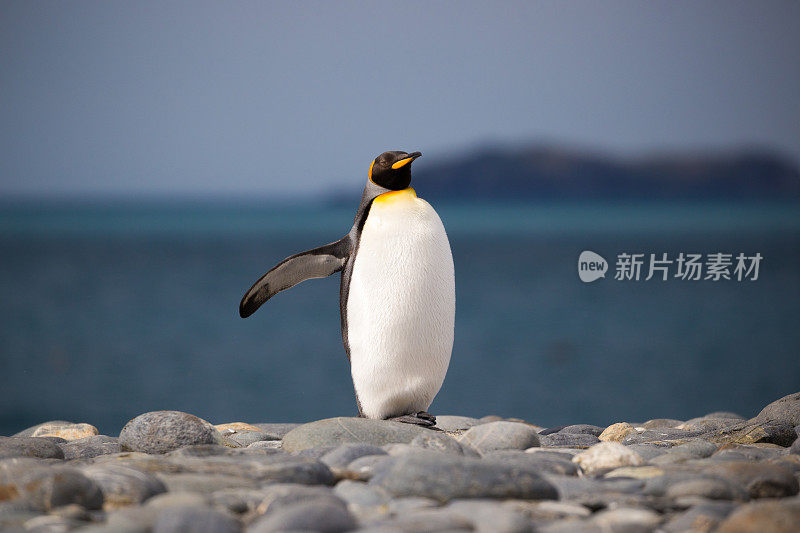 一只企鹅站在南乔治亚岛的海滩上