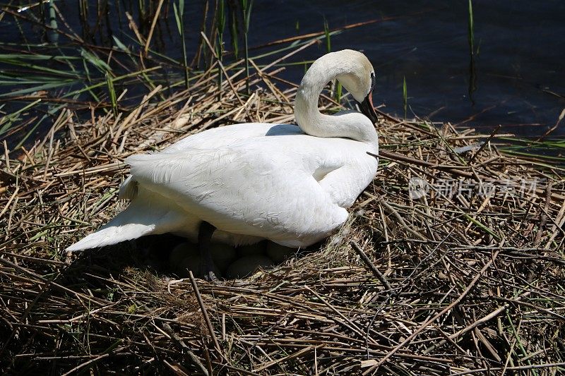 白天鹅在巢上，春天在意大利的塞斯托·卡延