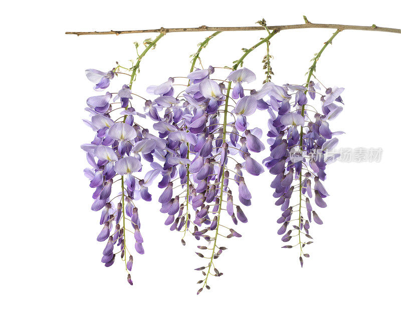 紫藤鲜花孤立