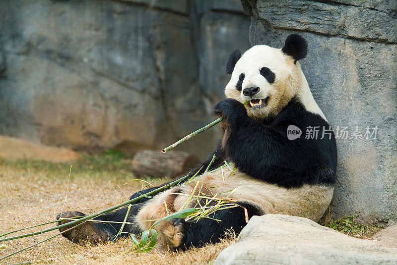 熊猫放松和吃新鲜的竹子