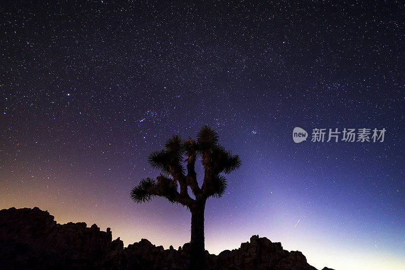加州约书亚树国家公园的夜空