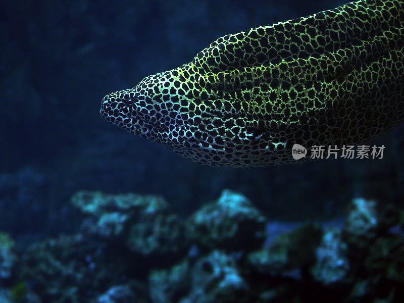 花斑蛇穆瑞娜在蓝色的海面靠近珊瑚
