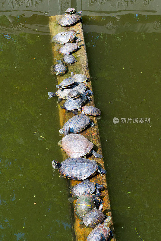 一群乌龟在池塘的木板上