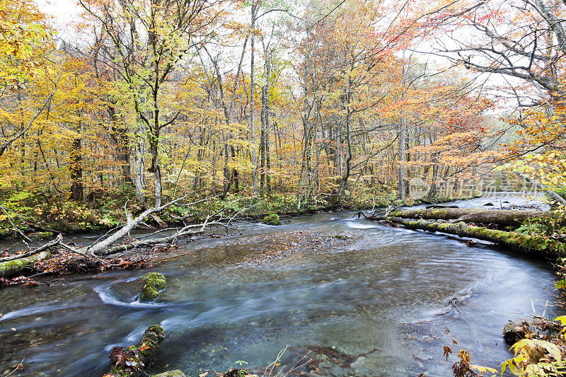 山溪流经秋天的森林植物