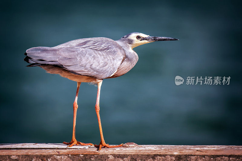 鸟在户外栖息的特写镜头