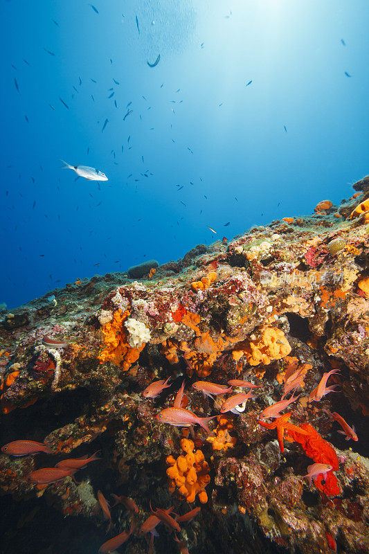 海洋生物水下呼吸器潜水员视角地中海