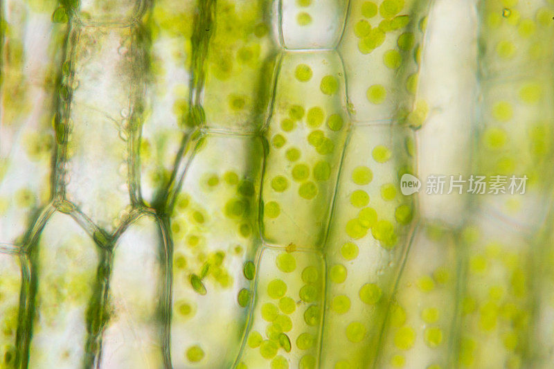 细胞结构水螅，在显微镜下显示植物细胞的叶片表面。
