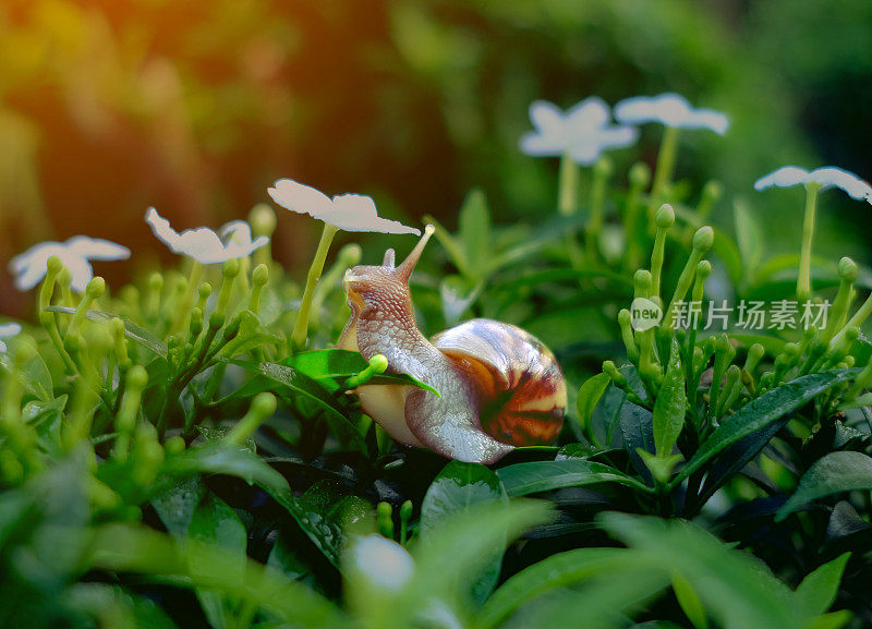 早晨蜗牛在新鲜的叶子上。在自然环境中有叶子的勃艮第蜗牛(螺旋体，蜗牛)