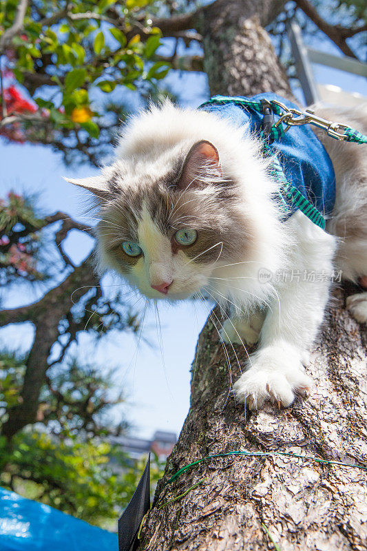 猫爬上树