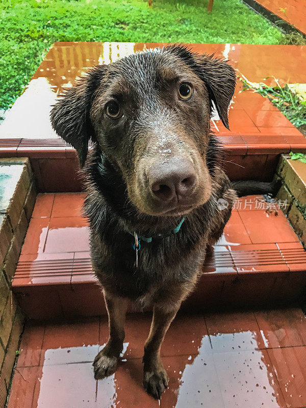 雨中的悲惨潮湿的年轻巧克力拉布拉多小狗