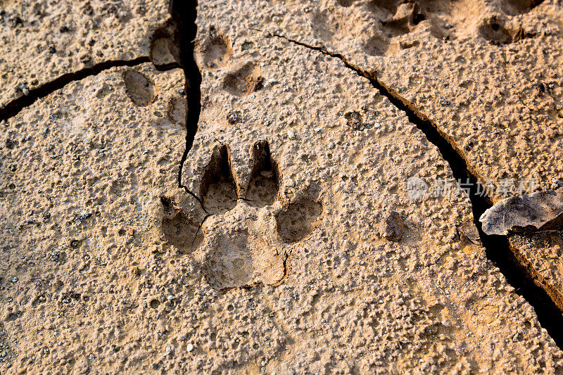 有裂缝的地面上有狗的脚印。