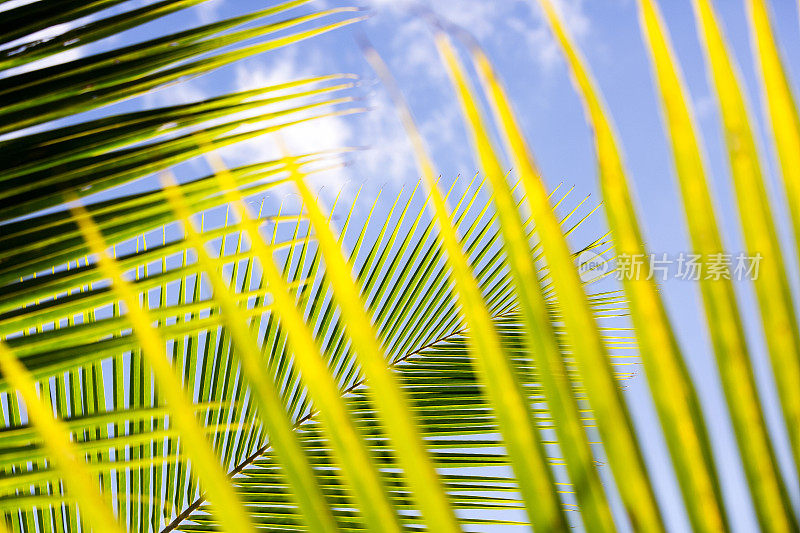 棕榈树映衬着夏日蔚蓝的天空，背景有复制空间