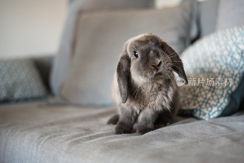 沙发上可爱的小兔子