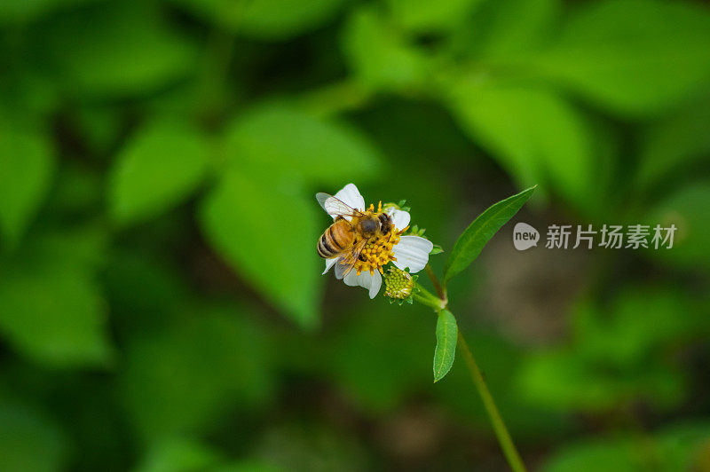 鬼针草,蜜蜂