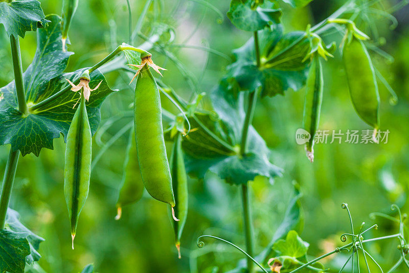 在花园里选择新鲜明亮的绿色豌豆荚。在户外种植豌豆和模糊的背景。