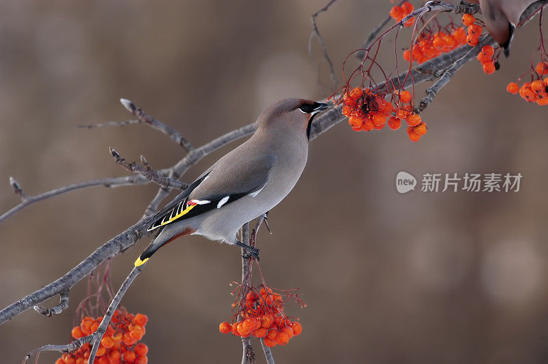 波希米亚蜡翼（邦比西拉加鲁斯）