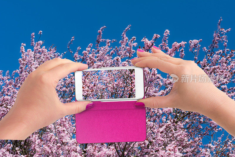 一名女子用智能手机拍下了樱花对着蓝天的照片