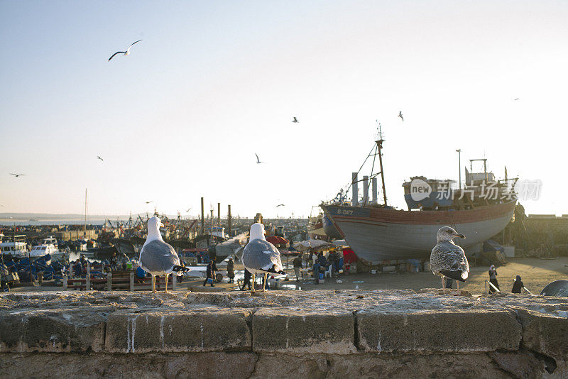 摩洛哥埃绍伊拉港的海鸥