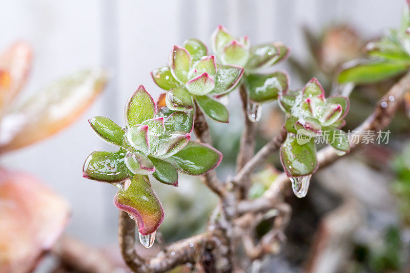 冻雨后盆栽肉质植物