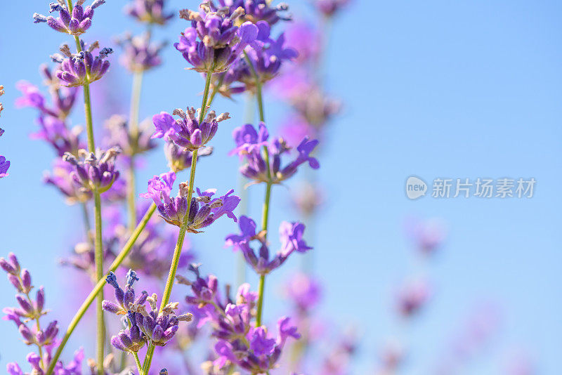 蓝色天空背景上的薰衣草花